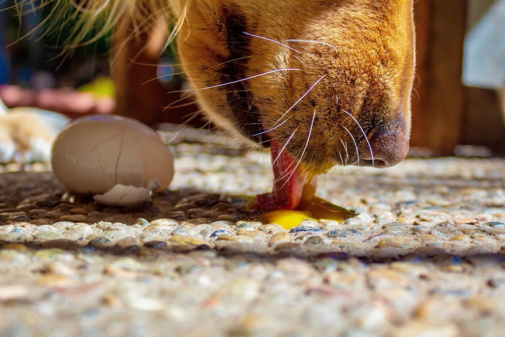 Hund frisst rohes Ei