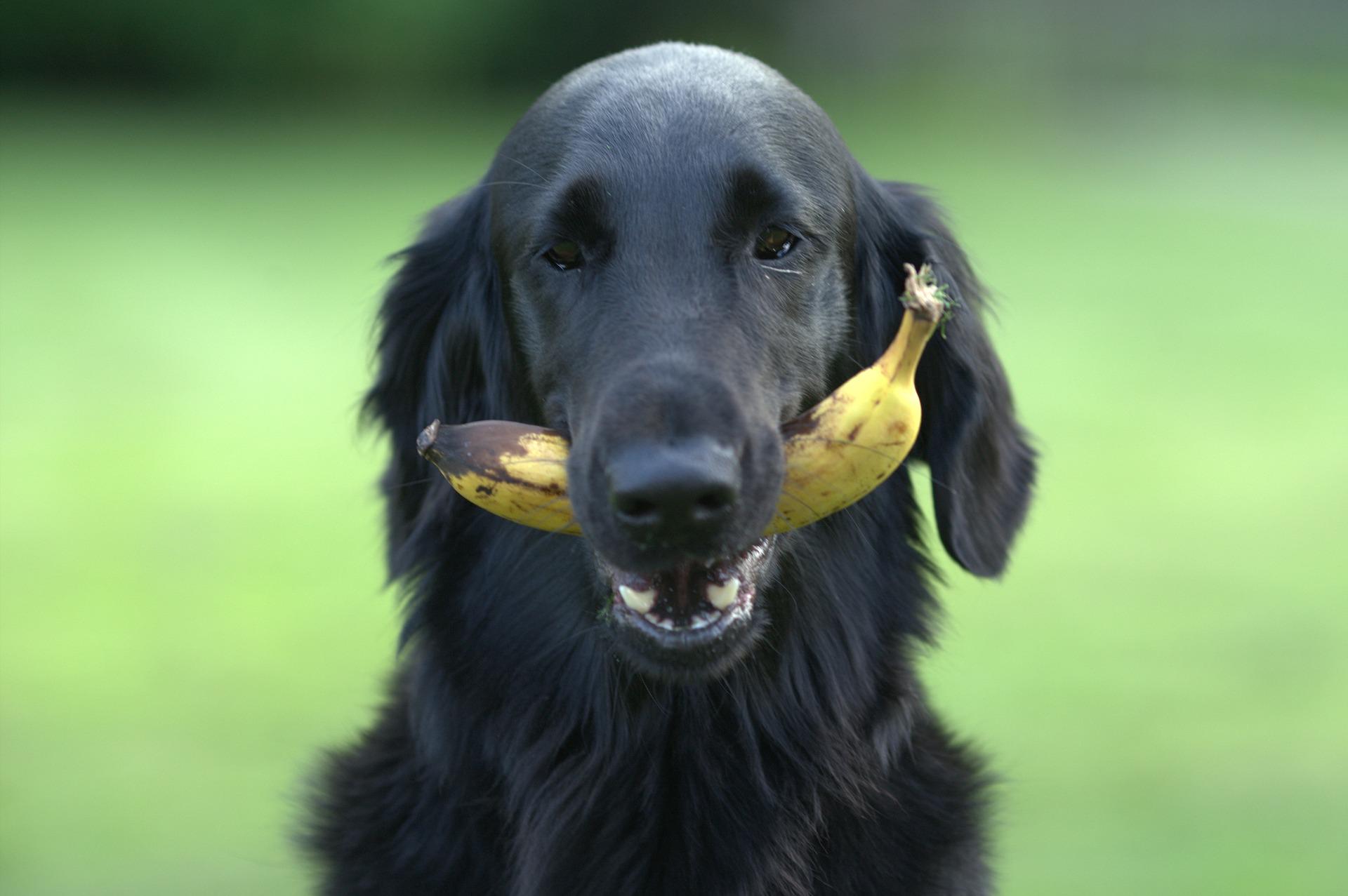 Hund hält eine Banane im Maul