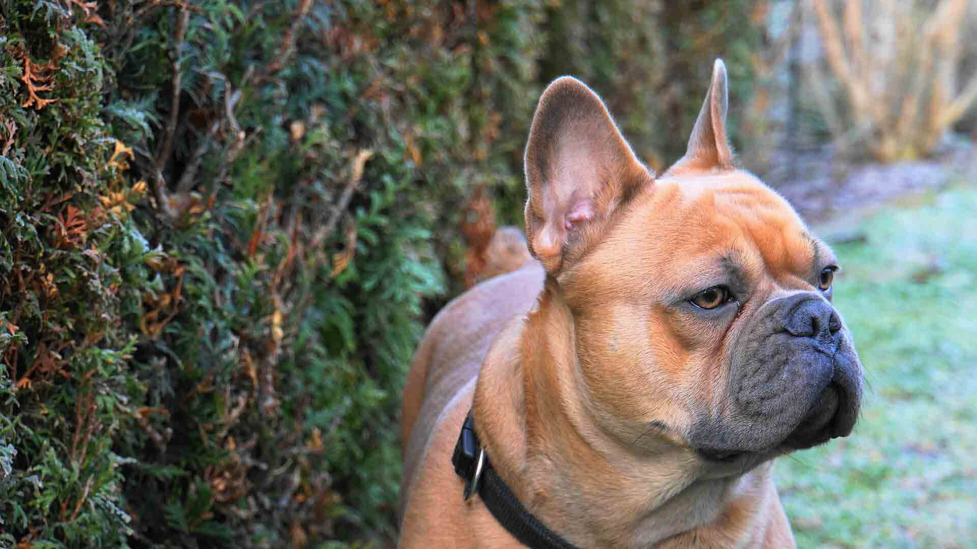 Hund im Garten