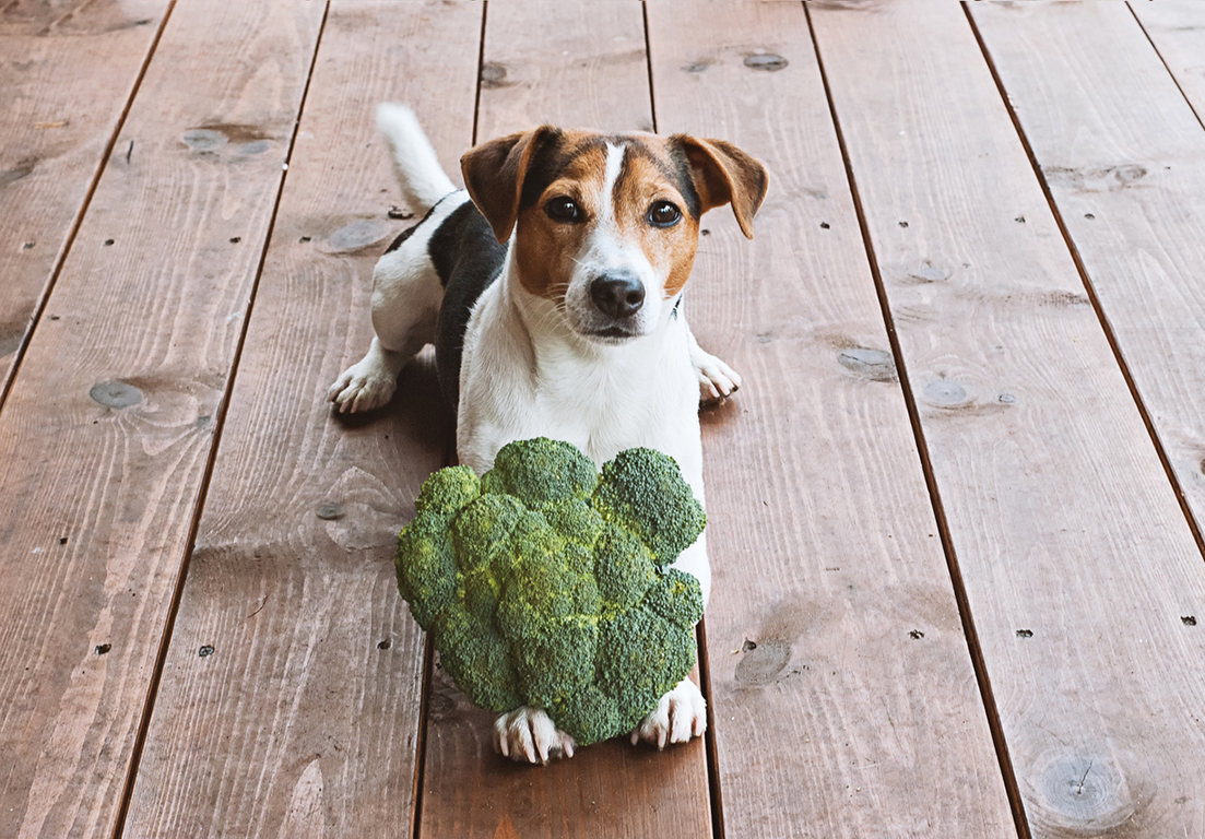 Hund mit einem Brokkoli