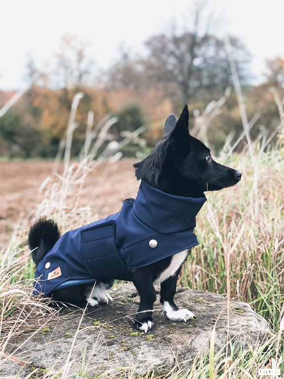 Hund trägt Winterjacke