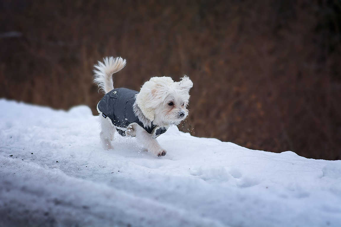 Hund trägt Wintermantel