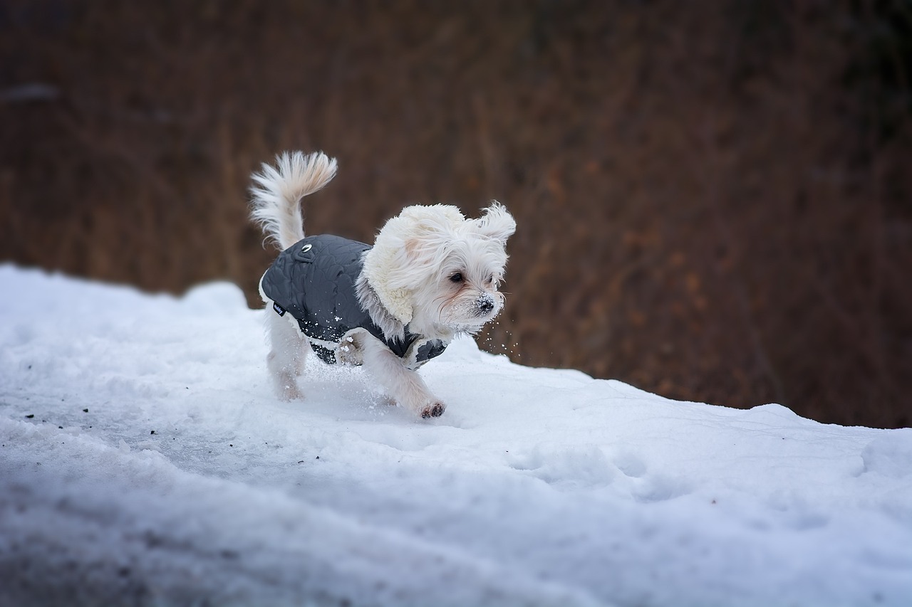 Kleiner Hund läuft im Wintermantel durch den Schnee