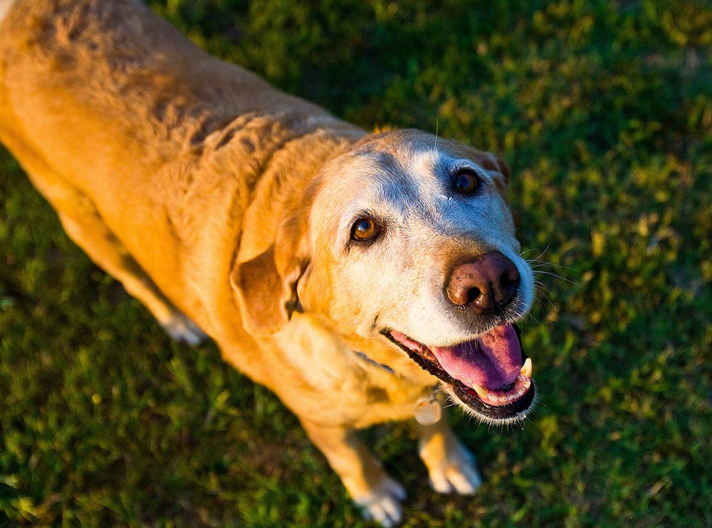 Alter Golden Retriever schaut hechelnd in die Kamera