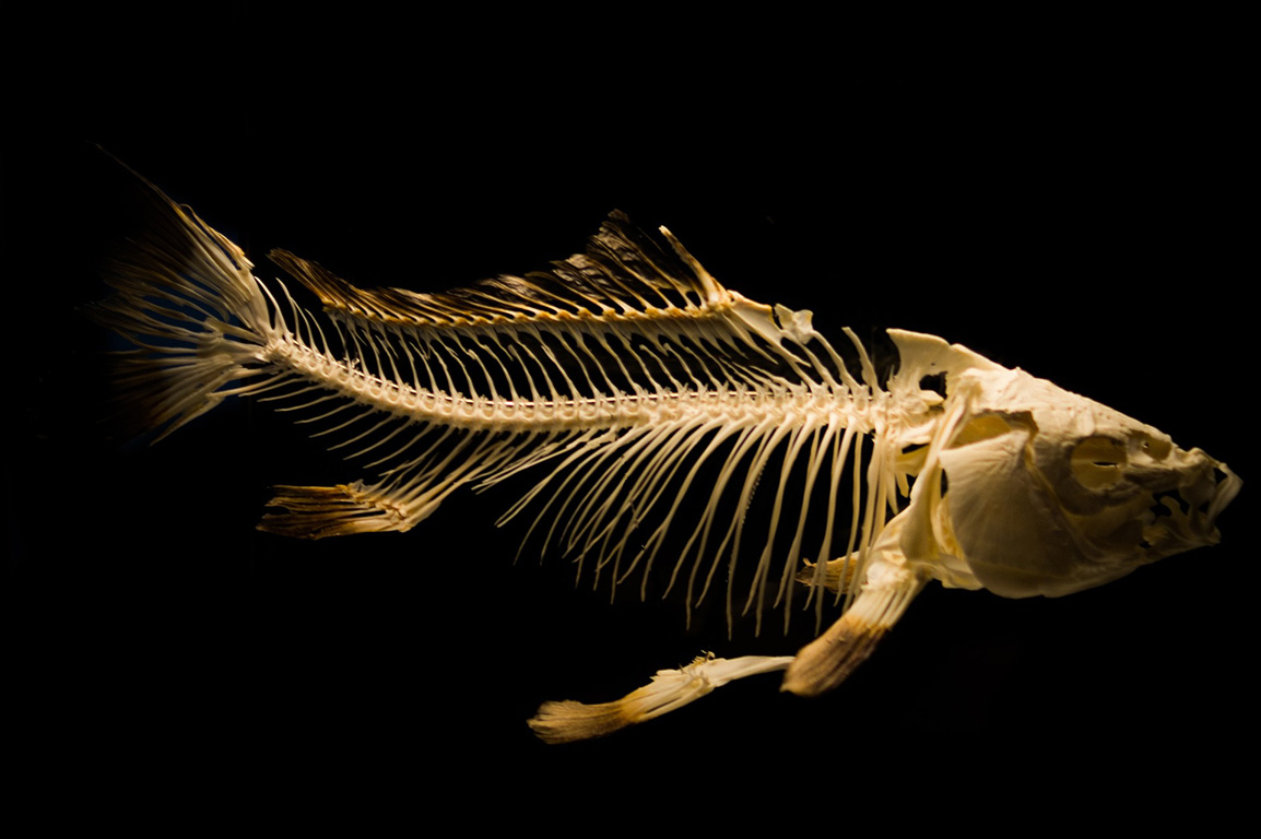 Fisch Skelett mit Gräten