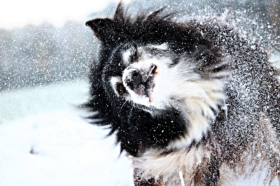 Hund im Schnee